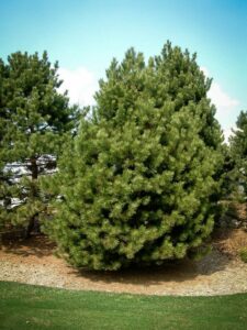 Сосна Чёрная (Pinus Nigra) купить по цене от 270.00р. в интернет-магазине «Посадика» с доставкой почтой в в Спасск-Рязанскийе и по всей России – [изображение №1].