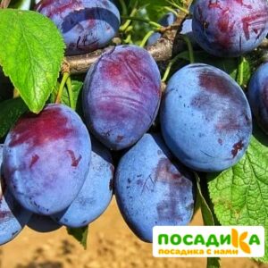 Слива Чачакская ранняя купить по цене от 229.00р. в интернет-магазине «Посадика» с доставкой почтой в в Спасск-Рязанскийе и по всей России – [изображение №1].