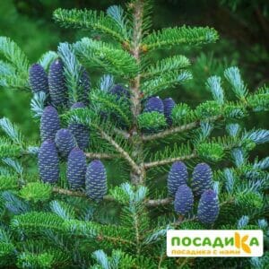 Пихта корейская (Abies koreana) купить по цене от 450.00р. в интернет-магазине «Посадика» с доставкой почтой в в Спасск-Рязанскийе и по всей России – [изображение №1].