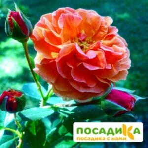 Роза Арабия купить по цене от 350.00р. в интернет-магазине «Посадика» с доставкой почтой в в Спасск-Рязанскийе и по всей России – [изображение №1].