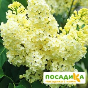 Сирень Примроуз (Primrose) купить по цене от 529.00р. в интернет-магазине «Посадика» с доставкой почтой в в Спасск-Рязанскийе и по всей России – [изображение №1].