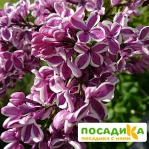 Сирень Сенсация купить по цене от 529.00р. в интернет-магазине «Посадика» с доставкой почтой в в Спасск-Рязанскийе и по всей России – [изображение №1].