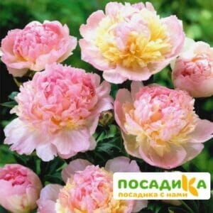 Пион Распберри Сандей (Paeonia Raspberry Sundae) купить по цене от 959р. в интернет-магазине «Посадика» с доставкой почтой в в Спасск-Рязанскийе и по всей России – [изображение №1].