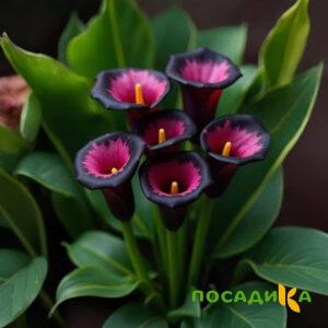 Калла Аура Лейс купить по цене от 400р. в интернет-магазине «Посадика» с доставкой почтой в в Спасск-Рязанскийе и по всей России – [изображение №1].