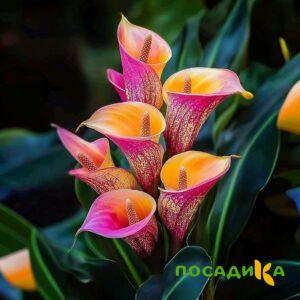 Калла Оникс купить по цене от 450р. в интернет-магазине «Посадика» с доставкой почтой в в Спасск-Рязанскийе и по всей России – [изображение №1].