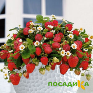 Клубника Рубиновый Шепот (горшечная) купить по цене от 240р. в интернет-магазине «Посадика» с доставкой почтой в в Спасск-Рязанскийе и по всей России – [изображение №1].
