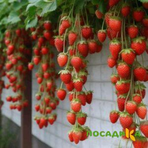 Клубника вьющаяся Комплимент купить по цене от 470р. в интернет-магазине «Посадика» с доставкой почтой в в Спасск-Рязанскийе и по всей России – [изображение №1].