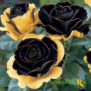 Роза Ханни Сикл купить по цене от 700р. в интернет-магазине «Посадика» с доставкой почтой в в Спасск-Рязанскийе и по всей России – [изображение №1].