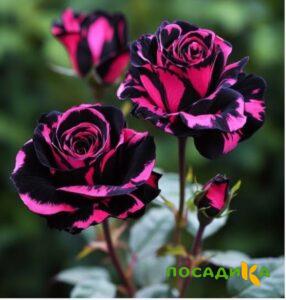 Роза Багровый Шепот купить по цене от 366р. в интернет-магазине «Посадика» с доставкой почтой в в Спасск-Рязанскийе и по всей России – [изображение №1].