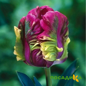Тюльпан Экзотик Хэвен купить по цене от 186р. в интернет-магазине «Посадика» с доставкой почтой в в Спасск-Рязанскийе и по всей России – [изображение №1].