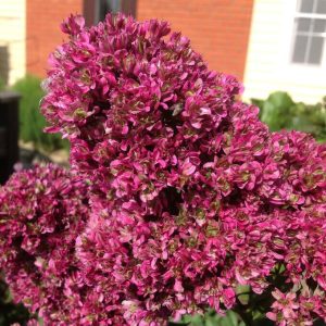 Флокс Филингс купить по цене от 329р. в интернет-магазине «Посадика» с доставкой почтой в в Спасск-Рязанскийе и по всей России – [изображение №1].