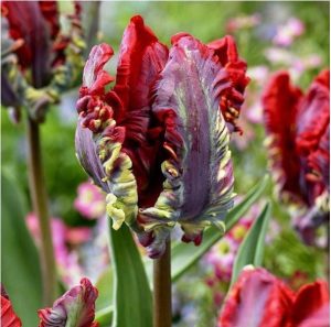 Тюльпан Рококо купить по цене от 350р. в интернет-магазине «Посадика» с доставкой почтой в в Спасск-Рязанскийе и по всей России – [изображение №1].