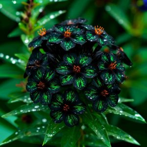 Флокс Ривьера купить по цене от 299р. в интернет-магазине «Посадика» с доставкой почтой в в Спасск-Рязанскийе и по всей России – [изображение №1].