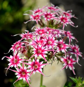 Флокс Метельчатый Путь купить по цене от 456р. в интернет-магазине «Посадика» с доставкой почтой в в Спасск-Рязанскийе и по всей России – [изображение №1].