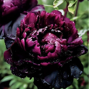 Пион Темный Сад купить по цене от 421р. в интернет-магазине «Посадика» с доставкой почтой в в Спасск-Рязанскийе и по всей России – [изображение №1].