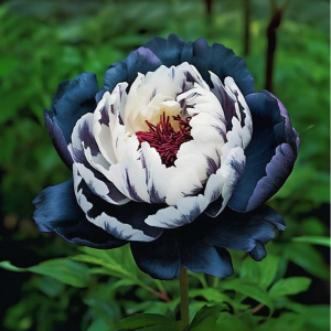 Пион Древовидный Инь-Янь купить по цене от 419р. в интернет-магазине «Посадика» с доставкой почтой в в Спасск-Рязанскийе и по всей России – [изображение №1].