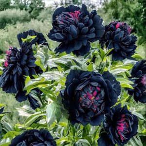 Пион древовидный Сердце Афродиты купить по цене от 600р. в интернет-магазине «Посадика» с доставкой почтой в в Спасск-Рязанскийе и по всей России – [изображение №1].