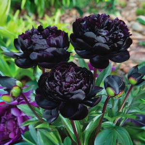 Пион Королевский Бархат купить по цене от 419р. в интернет-магазине «Посадика» с доставкой почтой в в Спасск-Рязанскийе и по всей России – [изображение №1].