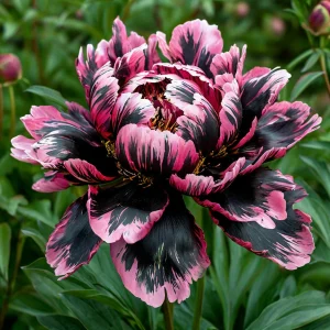 Пион Дроп Руби купить по цене от 469р. в интернет-магазине «Посадика» с доставкой почтой в в Спасск-Рязанскийе и по всей России – [изображение №1].