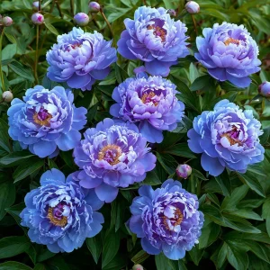 Пион Голубой лотос купить по цене от 590р. в интернет-магазине «Посадика» с доставкой почтой в в Спасск-Рязанскийе и по всей России – [изображение №1].