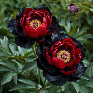 Пион Эбеновый Рубин купить по цене от 419р. в интернет-магазине «Посадика» с доставкой почтой в в Спасск-Рязанскийе и по всей России – [изображение №1].