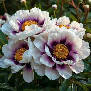 Пион Эко Саммер купить по цене от 548р. в интернет-магазине «Посадика» с доставкой почтой в в Спасск-Рязанскийе и по всей России – [изображение №1].