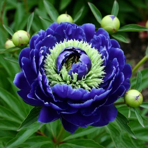 Пион Дримвивер купить по цене от 417р. в интернет-магазине «Посадика» с доставкой почтой в в Спасск-Рязанскийе и по всей России – [изображение №1].