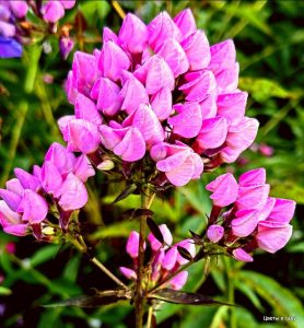 Флокс Бутоник купить по цене от 461р. в интернет-магазине «Посадика» с доставкой почтой в в Спасск-Рязанскийе и по всей России – [изображение №1].