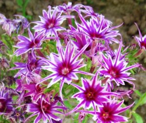 Флокс Звездное Кружево купить по цене от 361р. в интернет-магазине «Посадика» с доставкой почтой в в Спасск-Рязанскийе и по всей России – [изображение №1].