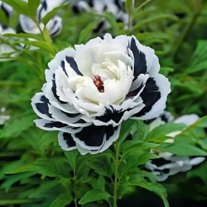 Пион Монохромный Шик купить по цене от 429р. в интернет-магазине «Посадика» с доставкой почтой в в Спасск-Рязанскийе и по всей России – [изображение №1].