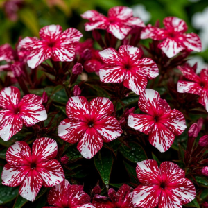 Флокс Ливер Гриммер купить по цене от 590р. в интернет-магазине «Посадика» с доставкой почтой в в Спасск-Рязанскийе и по всей России – [изображение №1].